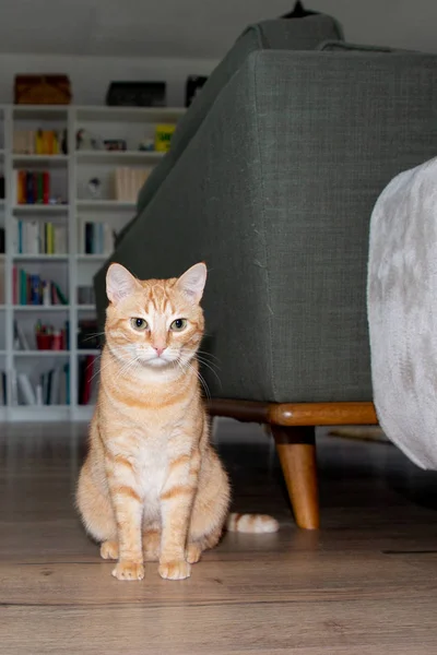 Retrato Gato Ginger Tabby Interior Animais Estimação — Fotografia de Stock
