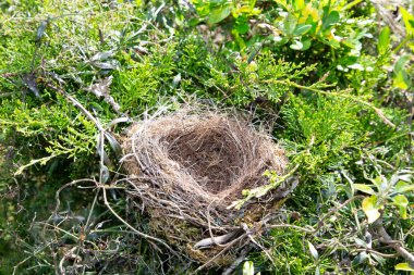 kuş yuva ağaç ev bahçesinde üzerinde