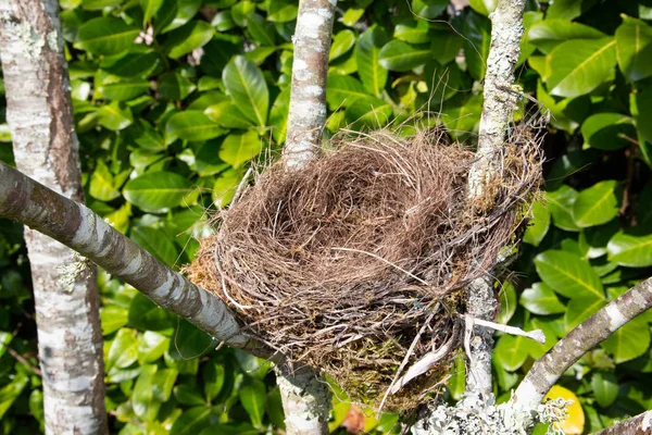 Nest wild bird in the spring garden