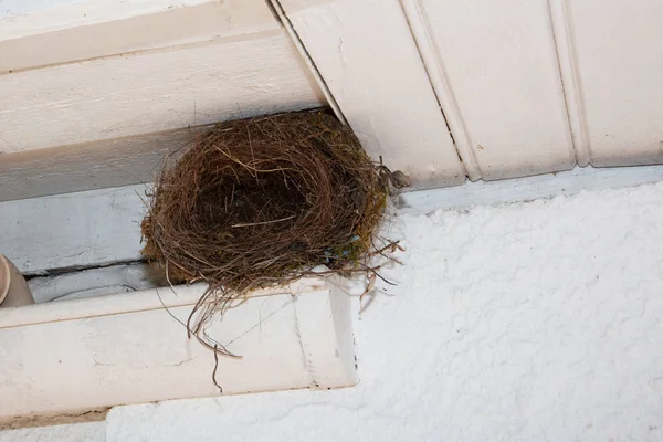 Nido Pájaro Bajo Techo Casa — Foto de Stock