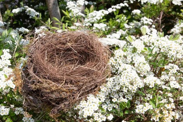 Piękne Naturalne Ptaki Puste Gniazdo Kwiaty Wiśniowe Drzewo — Zdjęcie stockowe