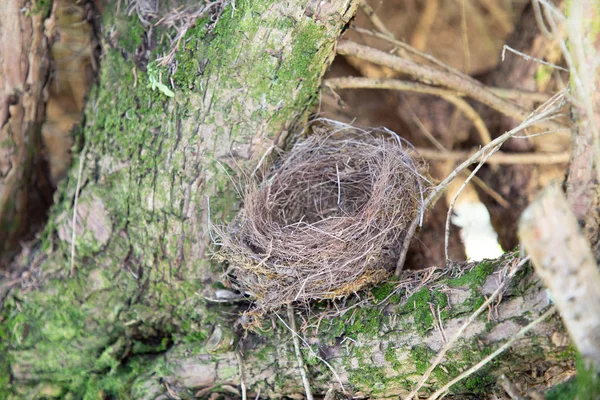 空的巢鸟与苔藓在树 — 图库照片