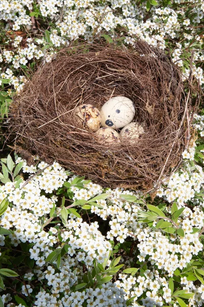 Frumoase Ouă Pasăre Mici Odihnindu Într Copac Cuib — Fotografie, imagine de stoc