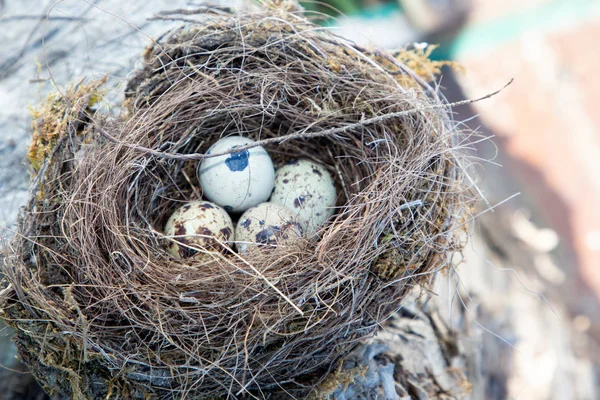 Птичье Гнездо Голубыми Яйцами Дереве — стоковое фото