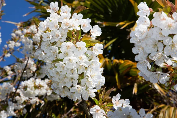 Körsbärs Blomma Våren Träd Över Grön Natur Bakgrund — Stockfoto