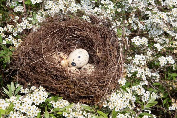 bird eggs in a nest spring with white flowers