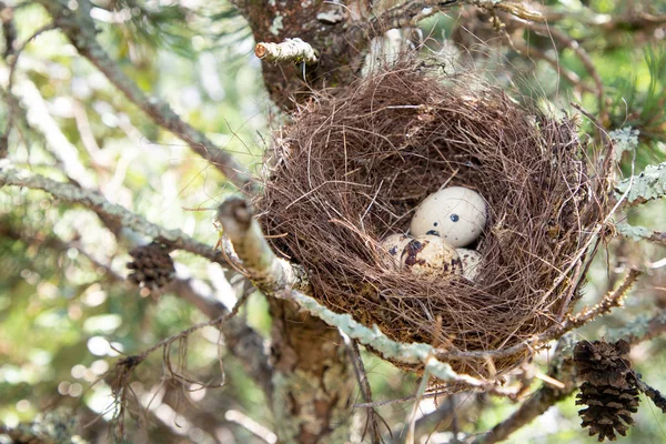 Yuva Ağacında Yumurta Doğa Görüntüsü — Stok fotoğraf