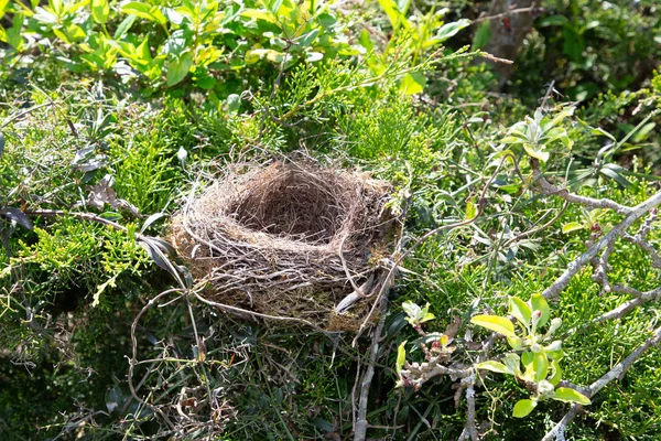 Nid Oiseau Dans Branche Arbre Vide — Photo