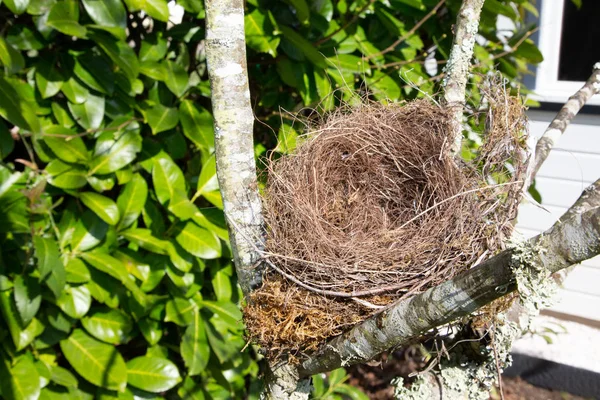 Beaux Oiseaux Naturels Vides Nichent Dans Arbre Dans Jardin Maison — Photo