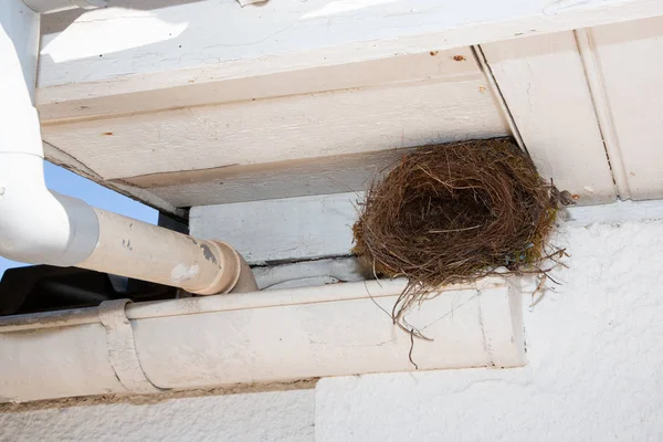 nest bird under gutter roof home