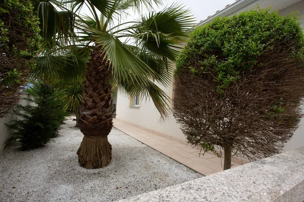 Pohon Palem Kecil Populer Tanaman Kebun Tropis Rumah — Stok Foto