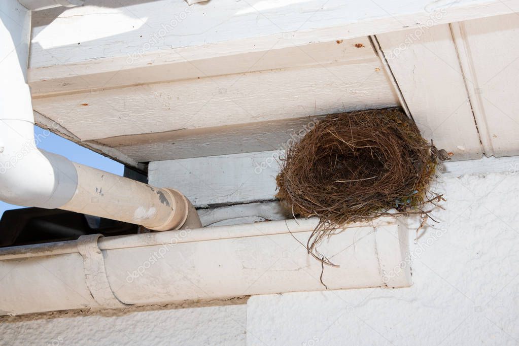 nest bird under gutter roof home