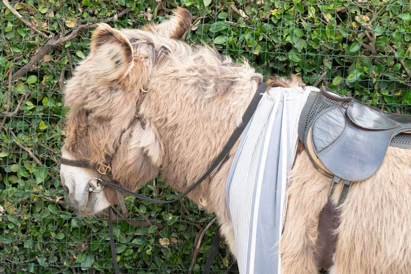 Brauner Esel Hosen Südwestlich Ile Frankreich — Stockfoto