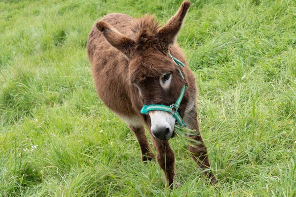 Niedlicher Esel Auf Grünem Gras Frühlingsfeld — Stockfoto