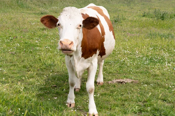 Brown Vaca Pecosa Blanca Prado Pastos Mirando — Foto de Stock