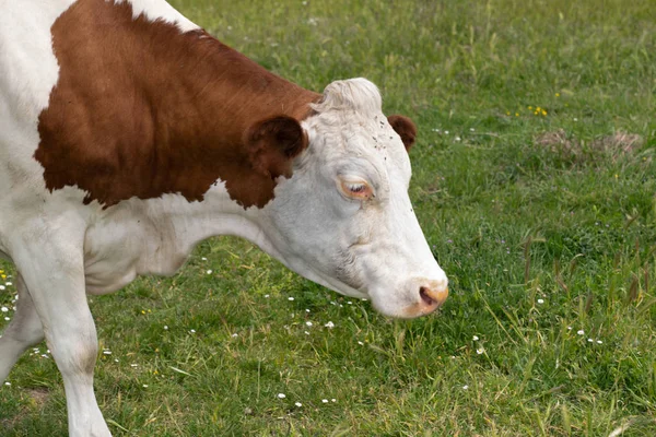 Perfil Cabeza Vaca Concepto Animal Granja Hierba Verde — Foto de Stock