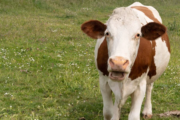 Cow Eating Grass Open Mouth Brown White Animal Farm Royalty Free Stock Images