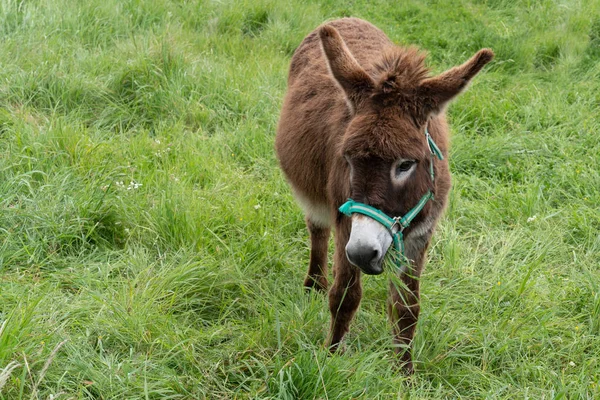 Brauner Poitou Esel Auf Der Insel Frankreich — Stockfoto