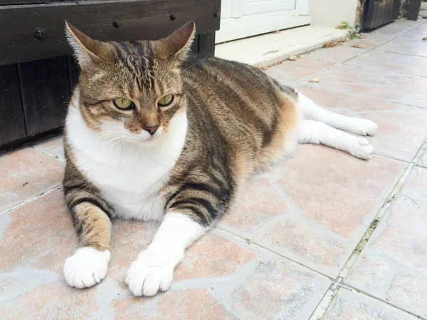 Katze Liegt Auf Dem Boden Der Heimischen Terrasse — Stockfoto