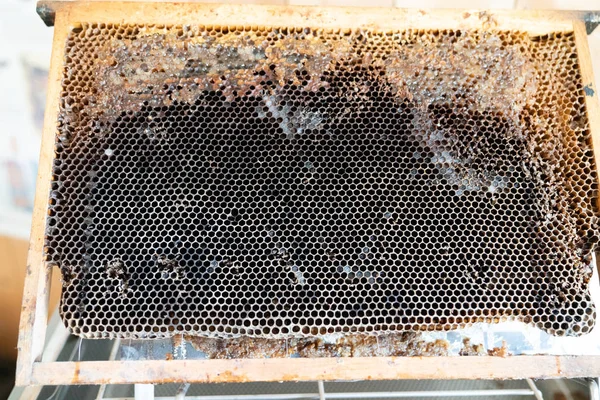 Пчелиные Соты Личинки Пчелиного Улья — стоковое фото