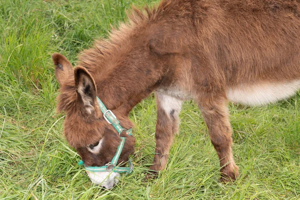 Brauner Männlicher Poitou Esel Weidet Grünen Gras Frankreich — Stockfoto