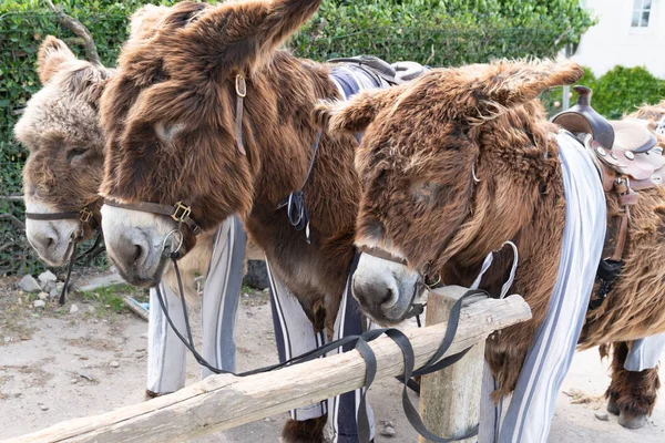 Three French Donkey Ile French Country Tourist Family — Stock Photo, Image