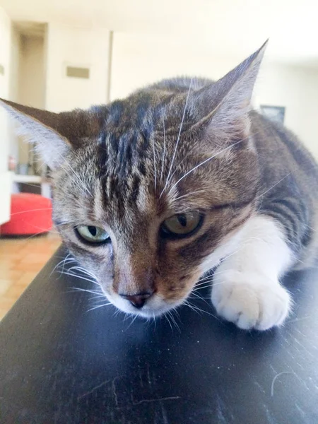 Cansado Lindo Gris Feliz Gato Está Mintiendo —  Fotos de Stock