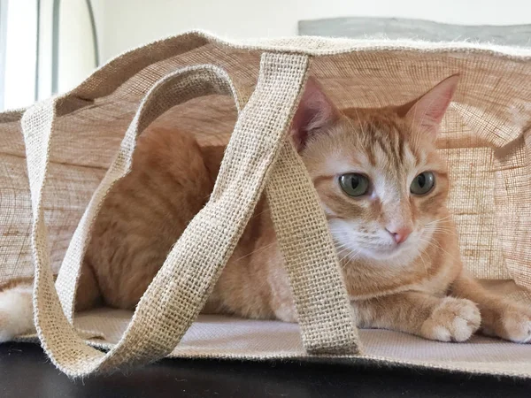 Gato Joven Escondido Bolso Tela Marrón Lona — Foto de Stock