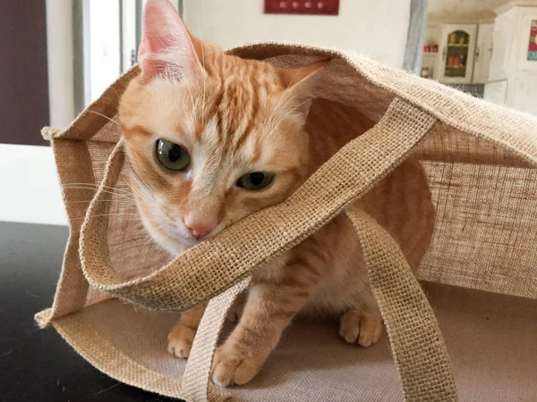 Gatito Gato Jugando Escondido Lienzo Bolsa — Foto de Stock