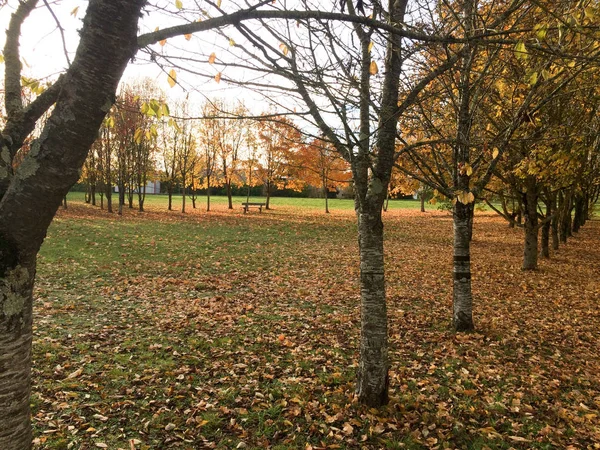 Padá Přírodní Podzimní Krajina Padá Parku Listí — Stock fotografie
