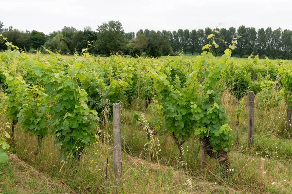 Mogna Druvor Vingården Bordeaux Saint Emilion Ekologisk Vinstockar — Stockfoto