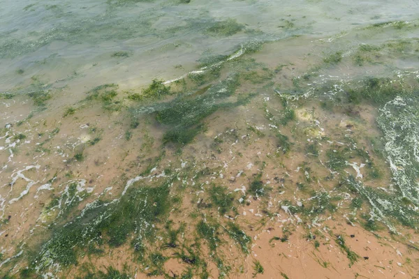 法国海岸布列塔尼海滩的绿藻 — 图库照片