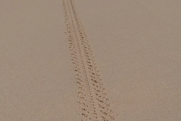 Koleèová Dráha Stopa Pneumatiky Písečném Písku — Stock fotografie