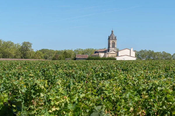 Wijnstokken Uit Het Dorp Margaux Medoc — Stockfoto