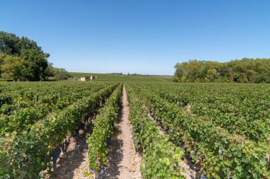 Medoc şatoda Margaux Bordeaux Fransız asma Şarap alanları Panorama