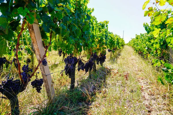 vineyard of wine Saint Emilion in Bordeaux France in sunny day
