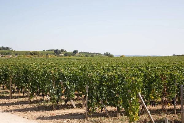 Vin Saint Emilion Bordeaux Vingårdar Frankrike — Stockfoto
