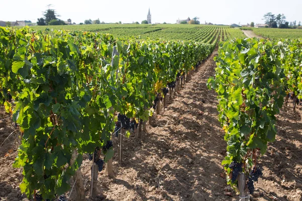 Vin Druvor Vingård Saint Emilion Bordeaux Frankrike — Stockfoto