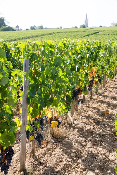 Vinhas Saint Emilion Bordeaux França — Fotografia de Stock