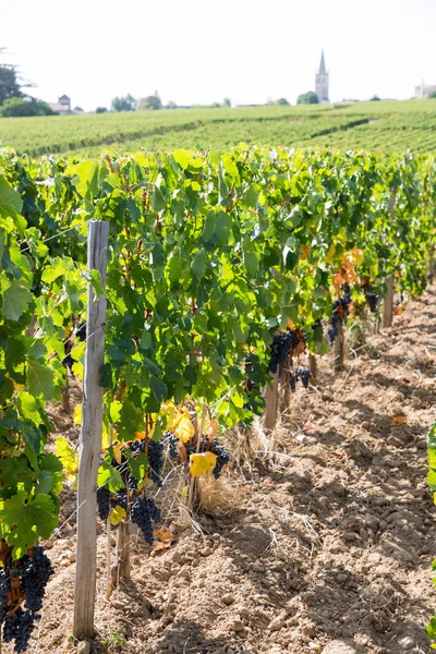 Weinberge Bei Saint Émilion Bordeaux Frankreich — Stockfoto