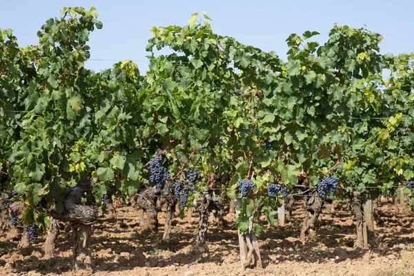 Bordeaux Szőlő Szép Bor Táj Saint Emilion Szőlőültetvények Franciaország — Stock Fotó