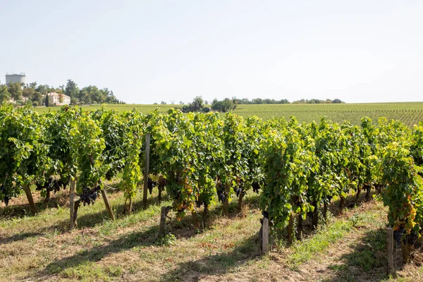 Saint Emilion Gironde Frankrike Vingårdar Runt Byn Nära Bordeaux — Stockfoto