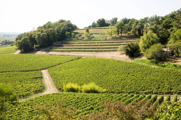 Vigneto Collina Saint Emilion Francia Vicino Bordeaux — Foto Stock