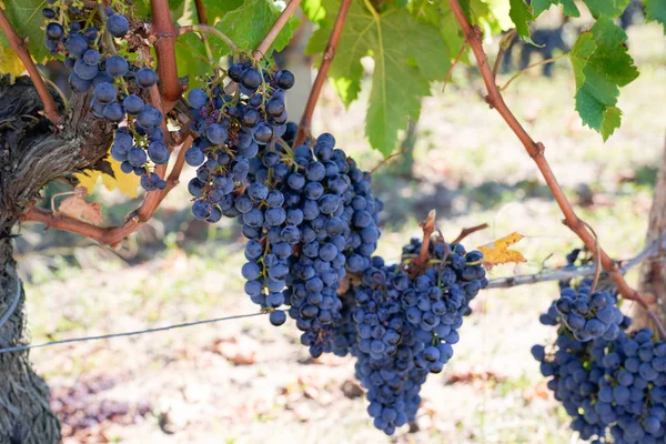 Wijngaard Met Rijpe Druiven Het Platteland Bij Zonsondergang — Stockfoto