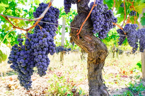 Vingård Saint Emilion Gäng Druvor Och Rader Vinstockar — Stockfoto