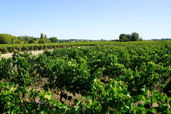 夏の日にサンエミリオンボルドーフランスのブドウ園 — ストック写真