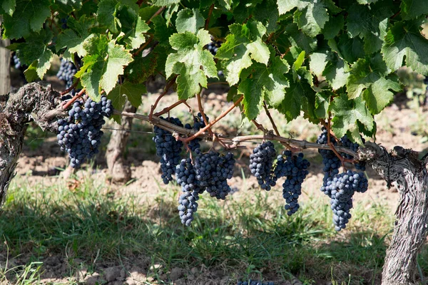 エミリオン ブドウ園のワインメルロ ブドウ — ストック写真