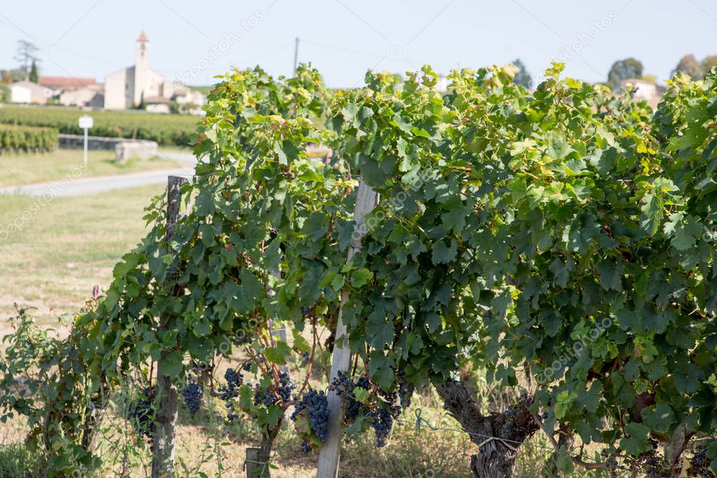 vineyard of Saint-Emilion France Bordeaux wine