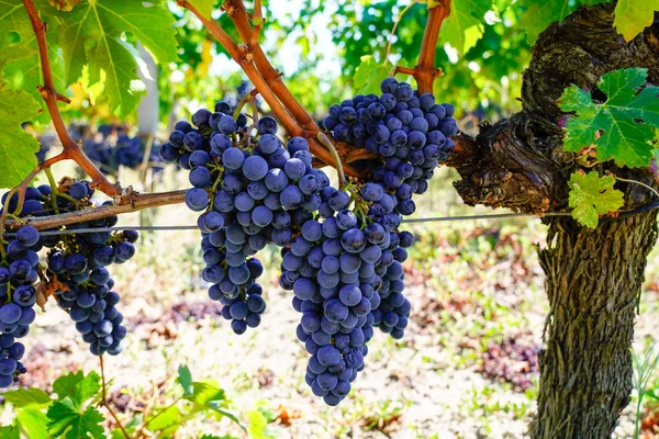Bordeaux medoc Red Grapes on the Vine