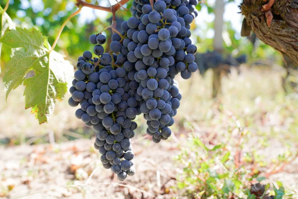 Medoc Mogna Lila Druvor Grapevine Bordeaux Med — Stockfoto